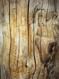 Close-up of wooden tree trunk