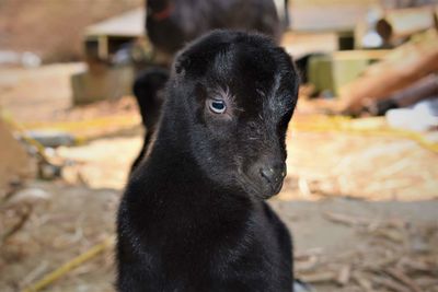 Close-up of black lamancha goat