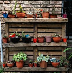 Potted plants at market stall