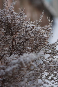 Close-up of snow on tree