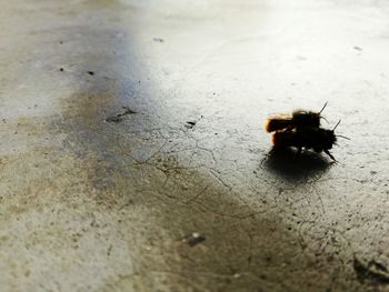 Close-up of insect