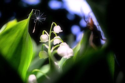 Close-up of flower