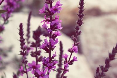 Close-up of purple flowering plants