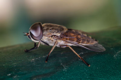 Close-up of fly