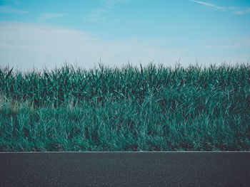 Plants growing on field by road against sky