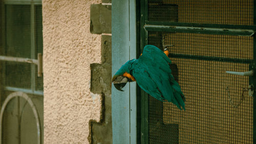 Blue parrot perching on a window