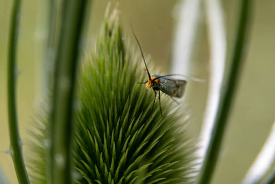 Close-up of insect on plant