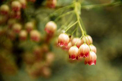 Close-up of flowers against blurred background