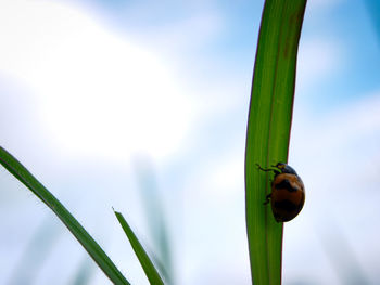 Close-up of ladybug on plant against sky