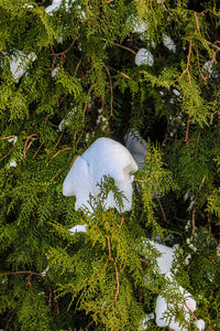 High angle view of snow covered trees in forest