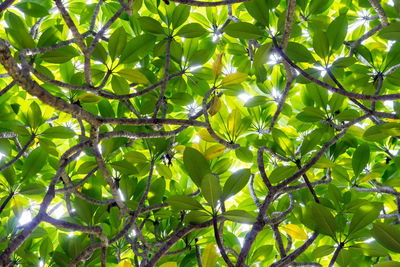 Low angle view of tree