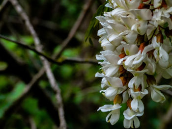 Close-up of white flowering plant