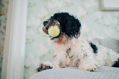 View of a dog looking away