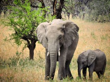 Elephant in a farm