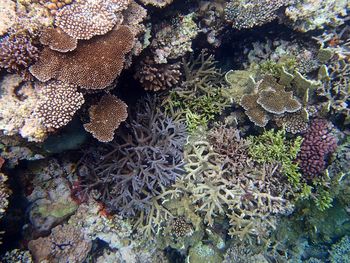 High angle view of coral in sea