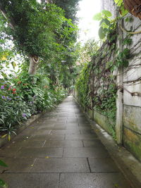 Footpath leading towards trees