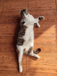 High angle view of cat on wooden floor