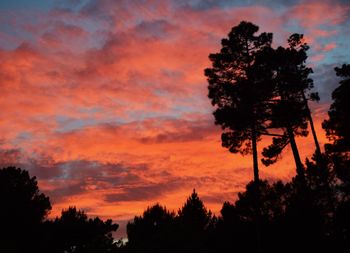 Low angle view of silhouette trees against sky during sunset