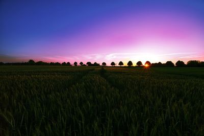 Scenic view of agricultural field against sky during sunset