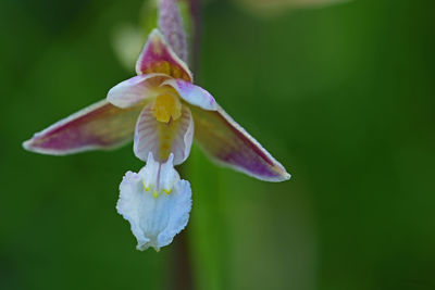 Close-up of purple flowering plant