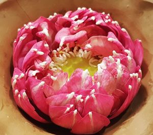 High angle view of pink roses on table