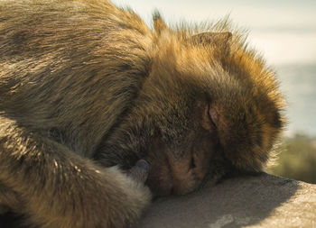 Close-up of an ape sleeping