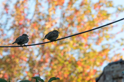 Low angle view of bird perching on tree