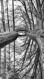 Bare trees in water