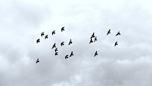 Low angle view of birds flying in sky