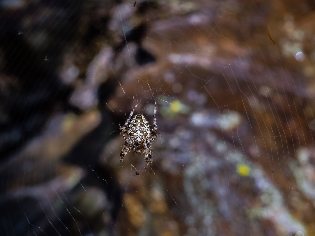 CLOSE-UP OF SPIDER WEB