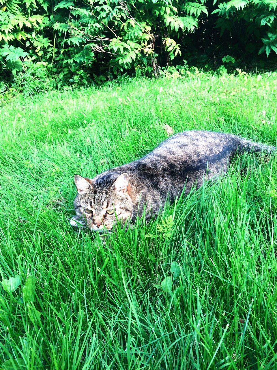 grass, one animal, animal themes, domestic animals, pets, mammal, green color, grassy, domestic cat, field, feline, cat, day, outdoors, nature, growth, animal head, tranquility, zoology, animal