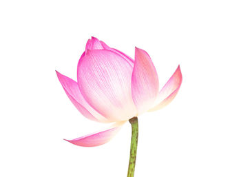 Close-up of pink lily against white background