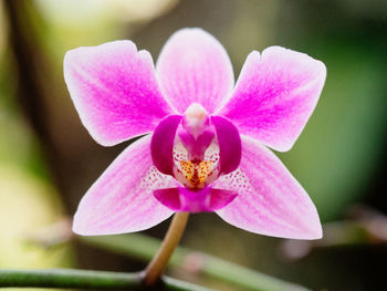 Close-up of pink flower