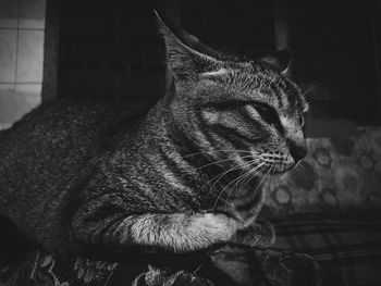 Close-up of a cat looking away at home