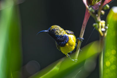 Close-up of bird perching on leaf