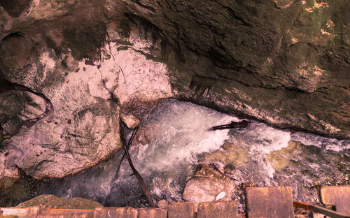 Close-up of turtle on rock