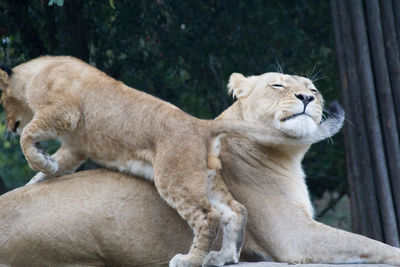 View of a lion