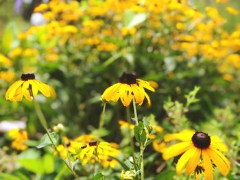 Close-up of yellow flowering plant