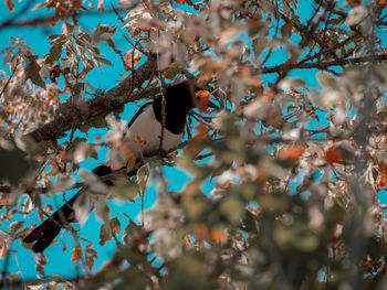 Low angle view of cherry blossom tree