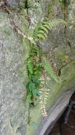 Close-up of ivy growing on tree