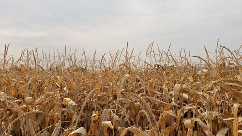 View of stalks in field against sky