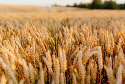 Wheat growing on field