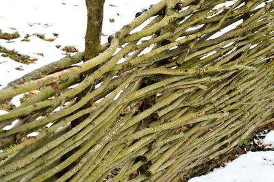 Close-up of snow on tree during winter