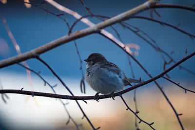 Low angle view of bird perching on branch