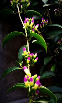 Close-up of purple flowers