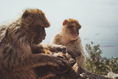 Monkey sitting on rock against sky