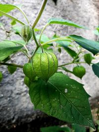 Close-up of wet plant leaves