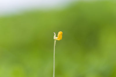 Close-up of yellow flowering plant against blurred background