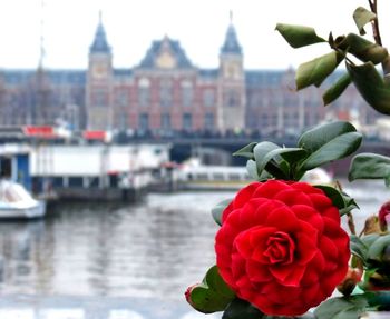 Close-up of red rose in canal