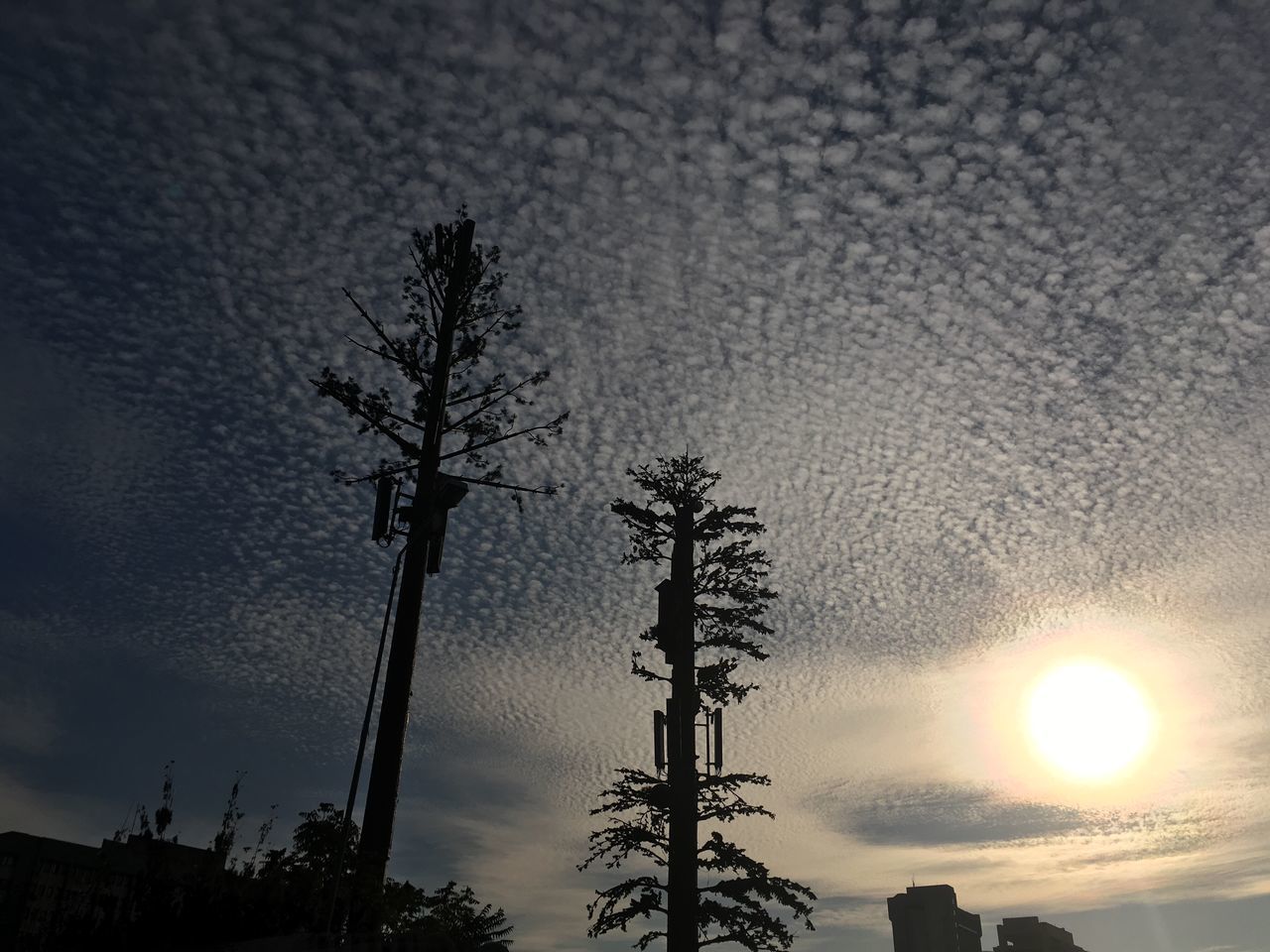 silhouette, sun, low angle view, tree, tranquil scene, sunlight, scenics, sunset, tranquility, beauty in nature, growth, nature, tree trunk, sky, branch, sunbeam, outdoors, plant, tall - high, day, lens flare, back lit, bright, non-urban scene, cloud - sky, majestic, tall, no people, outline, remote, solitude